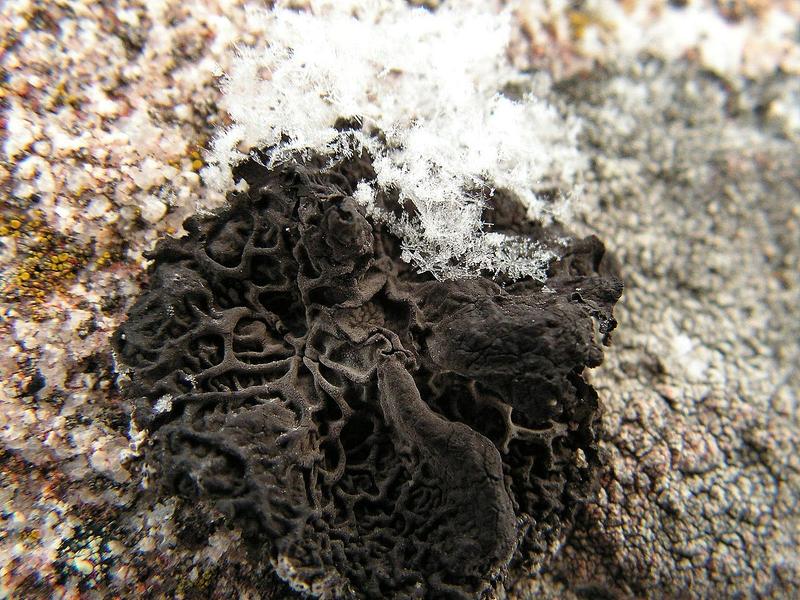 Rock Tripe growing on a rock with ice crystals on top