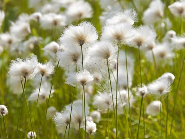 Pualunnguat, Arctic cotton grass.