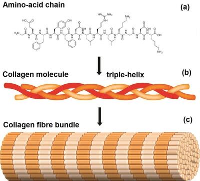 A) part of the amino-acid strand. B) the triple helix of the collagen molecule. C) the bundling of the molecules to form collagen fibres in animal skins.