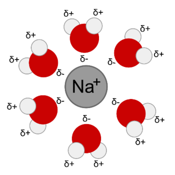 Clustering of polar water molecules around a sodium ion.