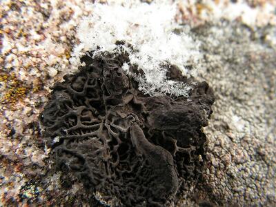 Rock Tripe growing on a rock (with ice crystals) (sp. Umbilicaria esculenta).