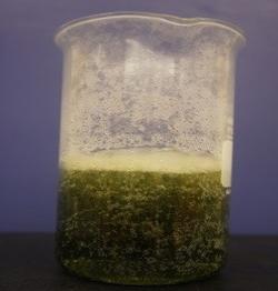 A beaker with a dark greenish solution bubbling.