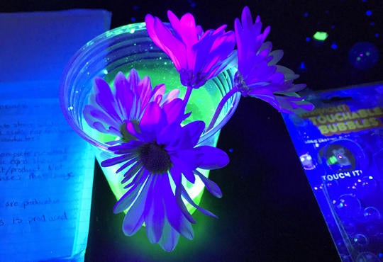 Glowing flowers under black light