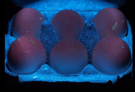 Six brown eggs glowing red in a carton. The carton is glowing blue under UV light.