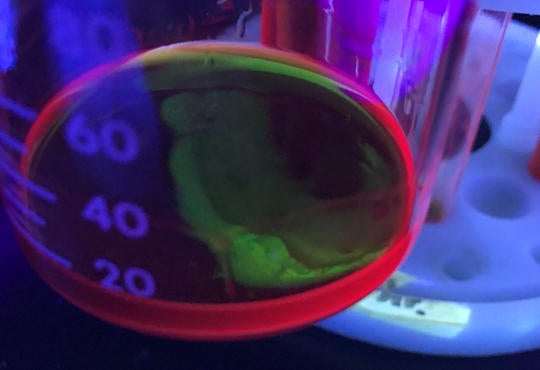 a small amount of solution that appears to be fluorescing red from the sides and appears green on top in a 100 mL beaker