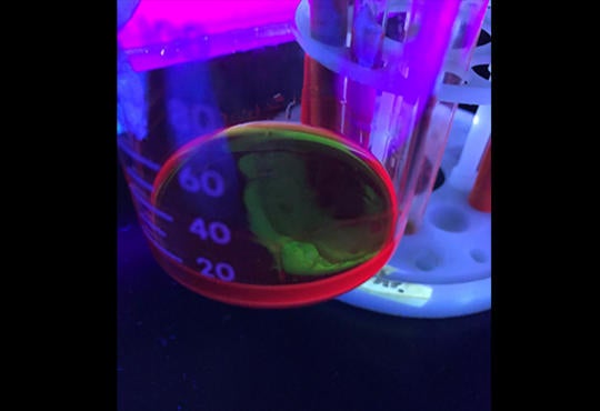 a small amount of solution that appears to be fluorescing red from the sides and appears green on top in a 100 mL beaker