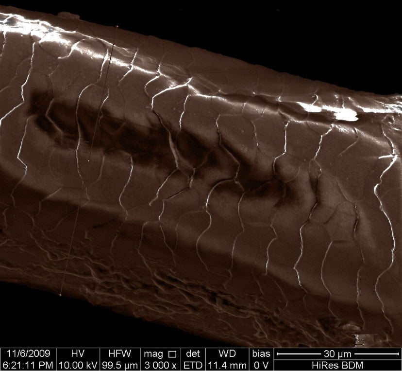 SEM image of human hair at 3000X magnification.