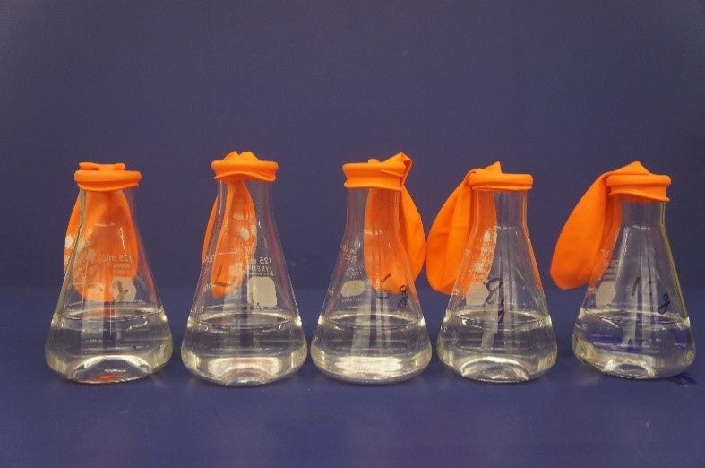 Flasks with clear liquid and deflated balloons attached to tops.