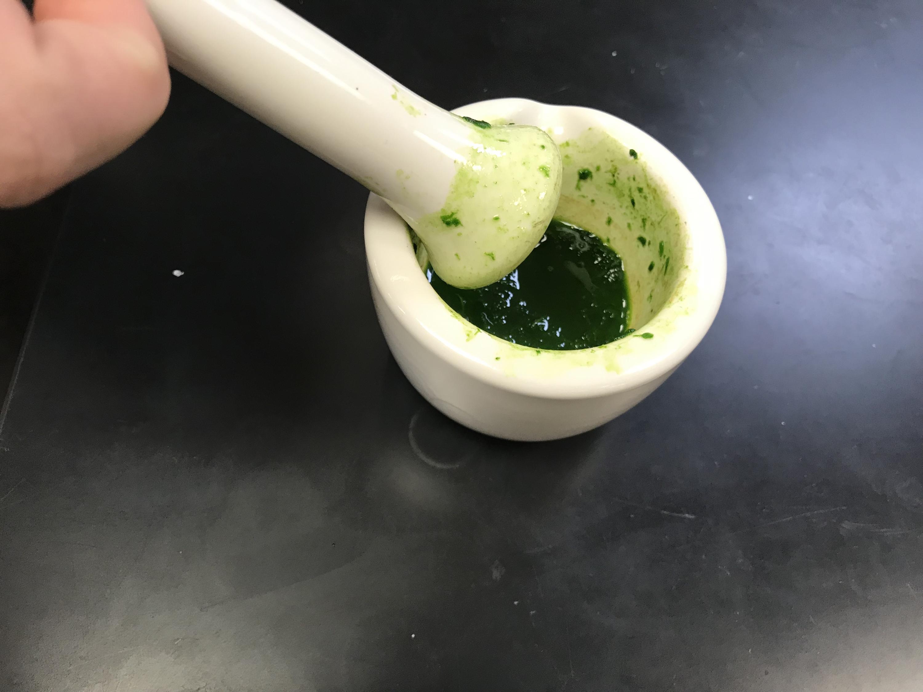 a green paste in a white mortar and pestle is also in the mortar