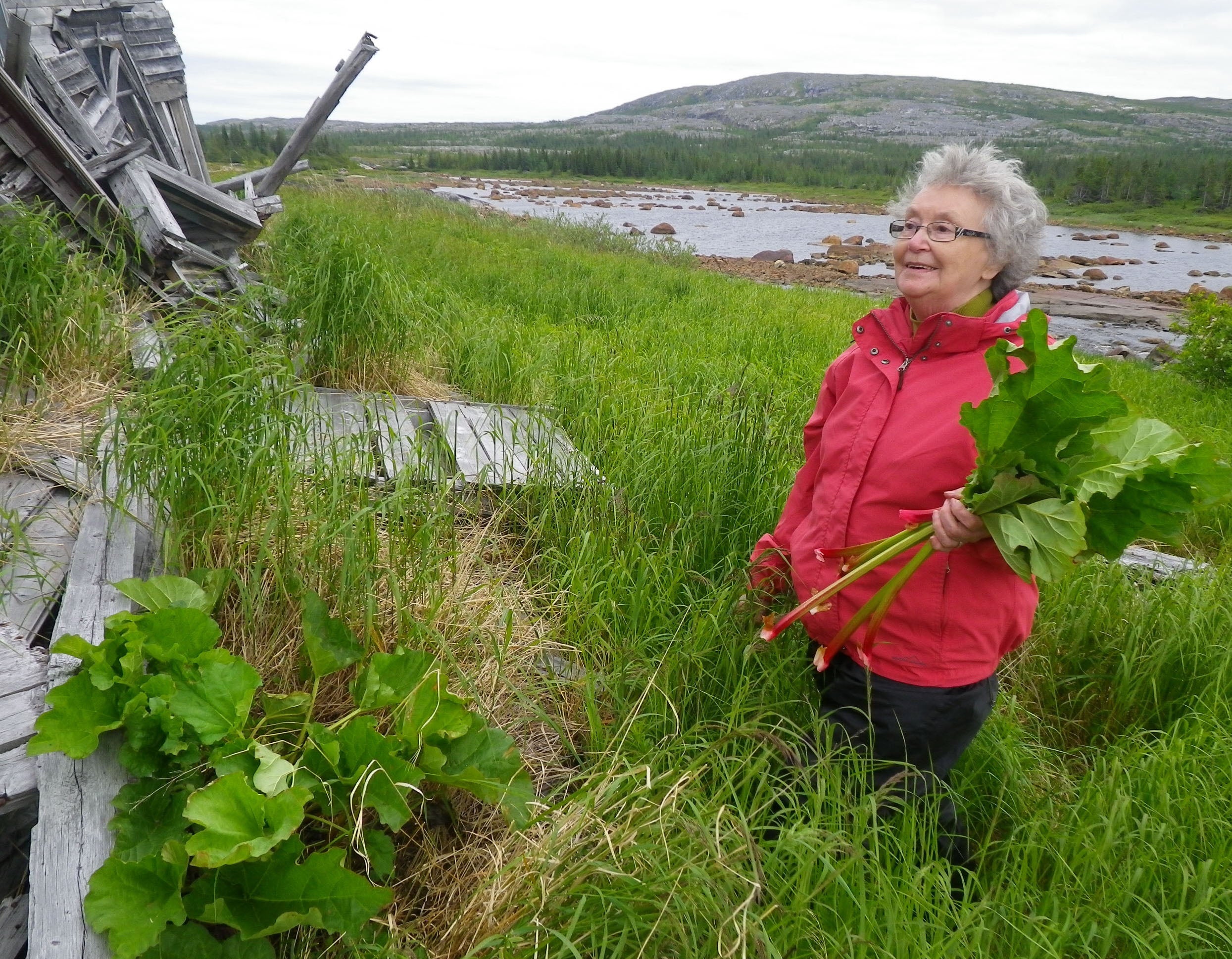 Elder Annie Evans, Inuk of the Nunatsiavummiut, with rhubarb at Ben’s Cove, near Makkovik, Nunatsiavut.