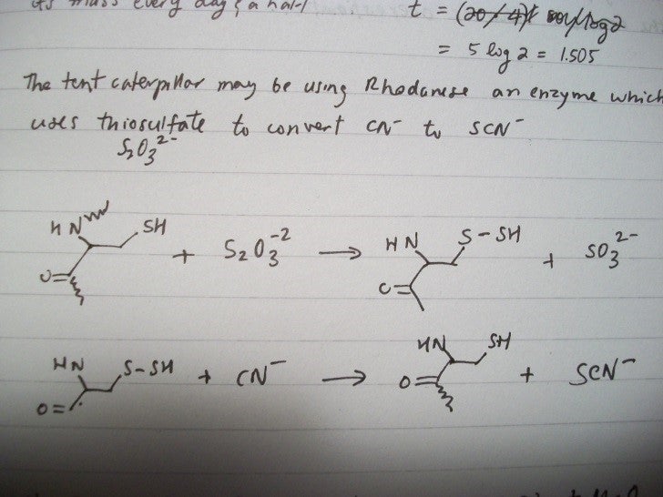 Handwritten notes on caterpillar converting CN- to SCN-.