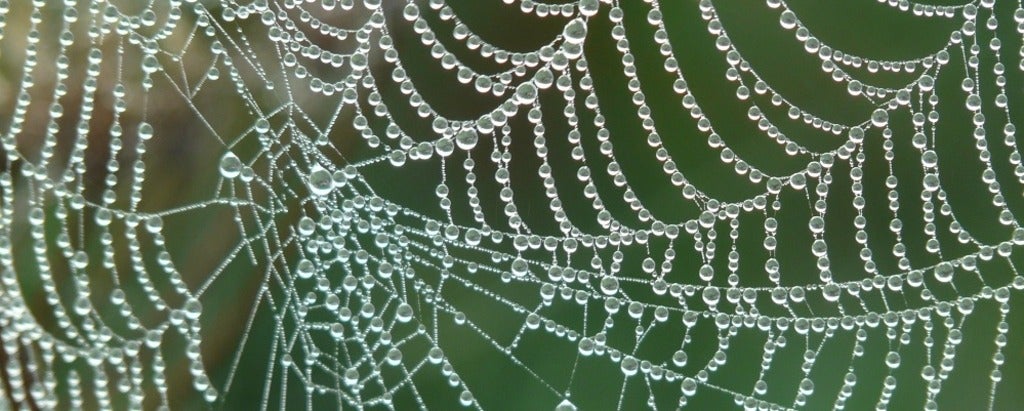 spider web with water dripping