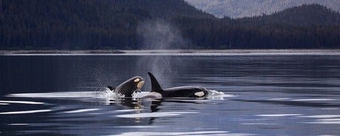 Two orcas swimming in the ocean in front of mountains