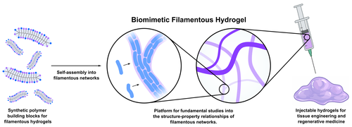 Synthetic polymer converted into hydrogels for tissue engineering.