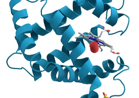 Artistic rendition of myoglobin.