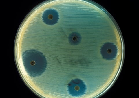 Staphylococcus_aureus_(AB_Test)