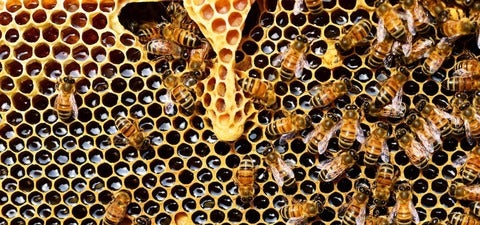 Close up of bees producing honey.