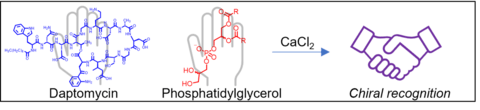 Daptomycin’s Chiral Target is a Stereoisomer of Phosphatidylglycerol