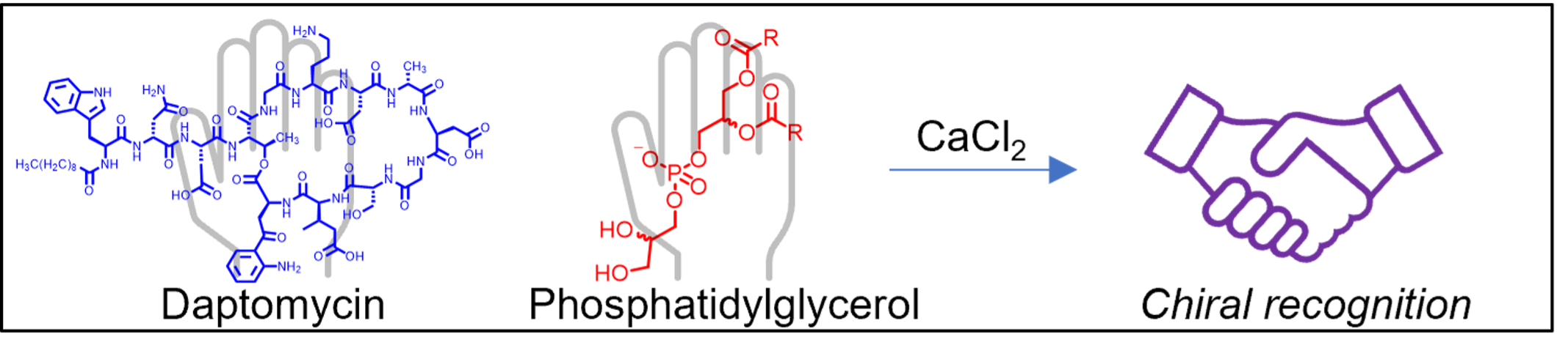 Daptomycin’s Chiral Target is a Stereoisomer of Phosphatidylglycerol