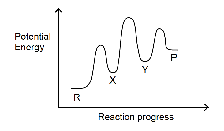 Graph of Potential energy (y) vs. reaction progress (x). The potential energy increases with each PE valley (labeled R, X, Y, P) as the reaction progresses.