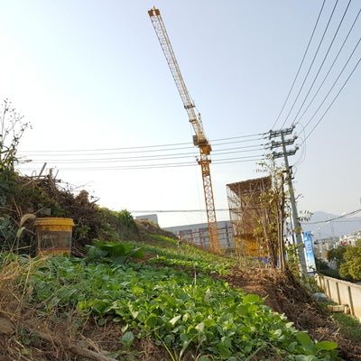 Urban agriculture under a crane