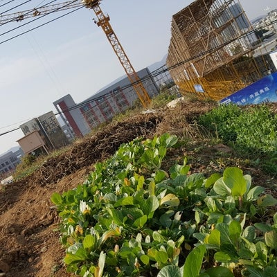 food grown in a construction site