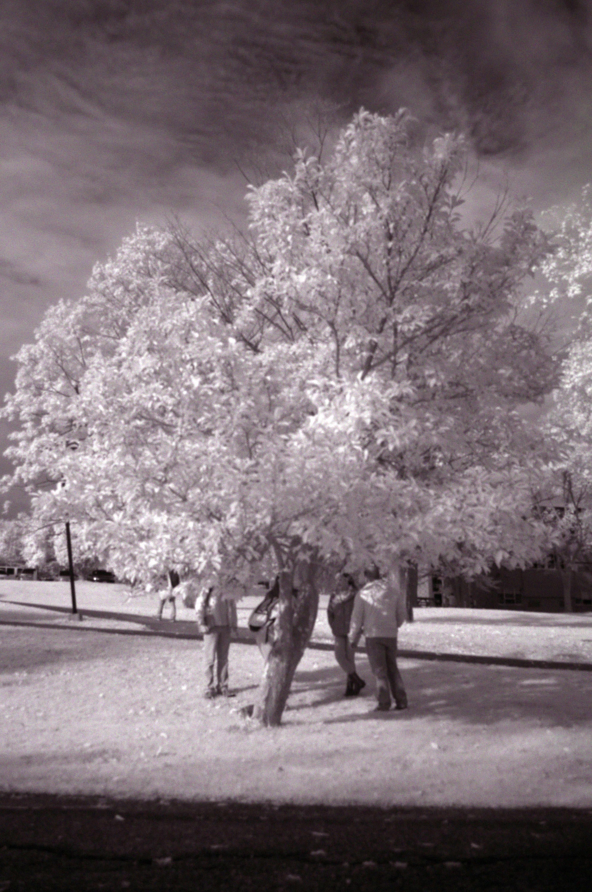 Infrared photo of local tree, showing leaf health.