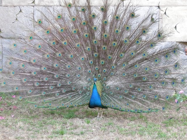 57. Peacock on display, Bodrum