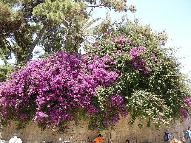 67. Flora of Rhodes