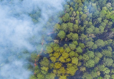 Aerial view of smoke covering tree tops.