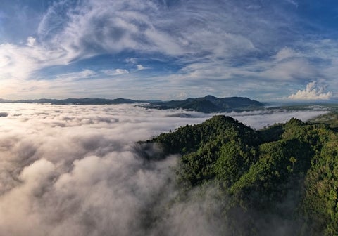 Aerial view of rainforest with foggy skies