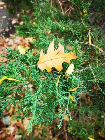 Leaf on pine tree