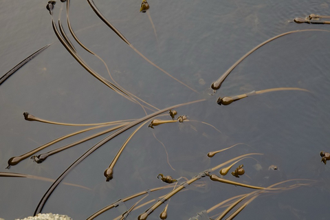 Kelp forest at low tide near Vancouver Island