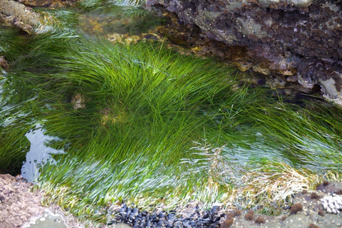 Seagrass community at low tide, Vancouver Island