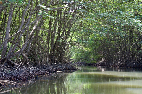 Mangrove ecosystem