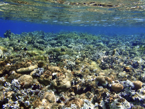 Underwater with corral near surface of ocean