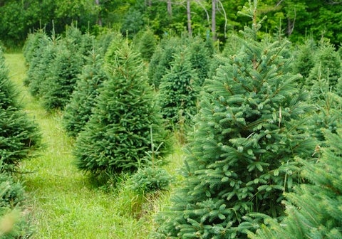 Rows of Christmas trees