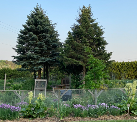 View of garden and trees