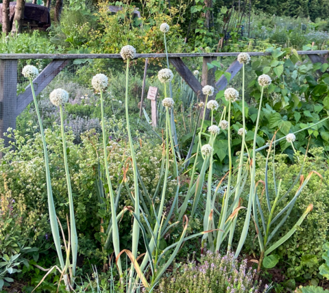 Chives in the garden