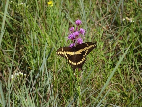 Eastern giant swallowtail on rough blazing star flower