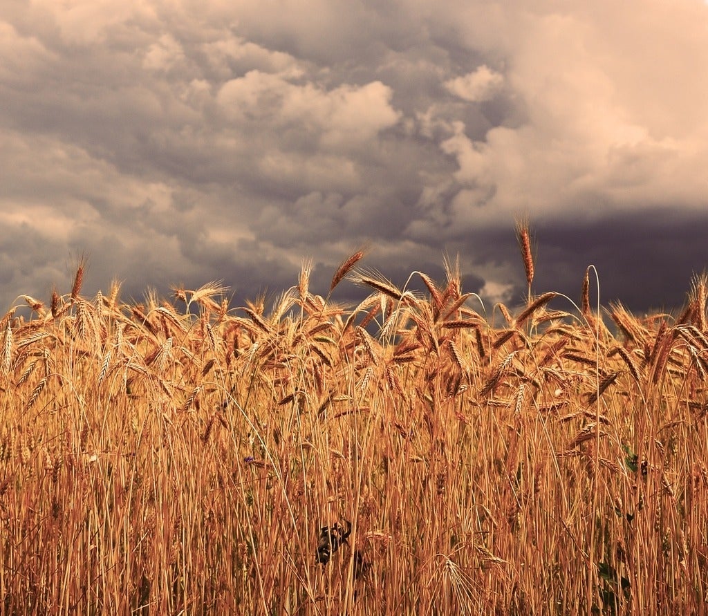 Storm clouds over field of wheat
