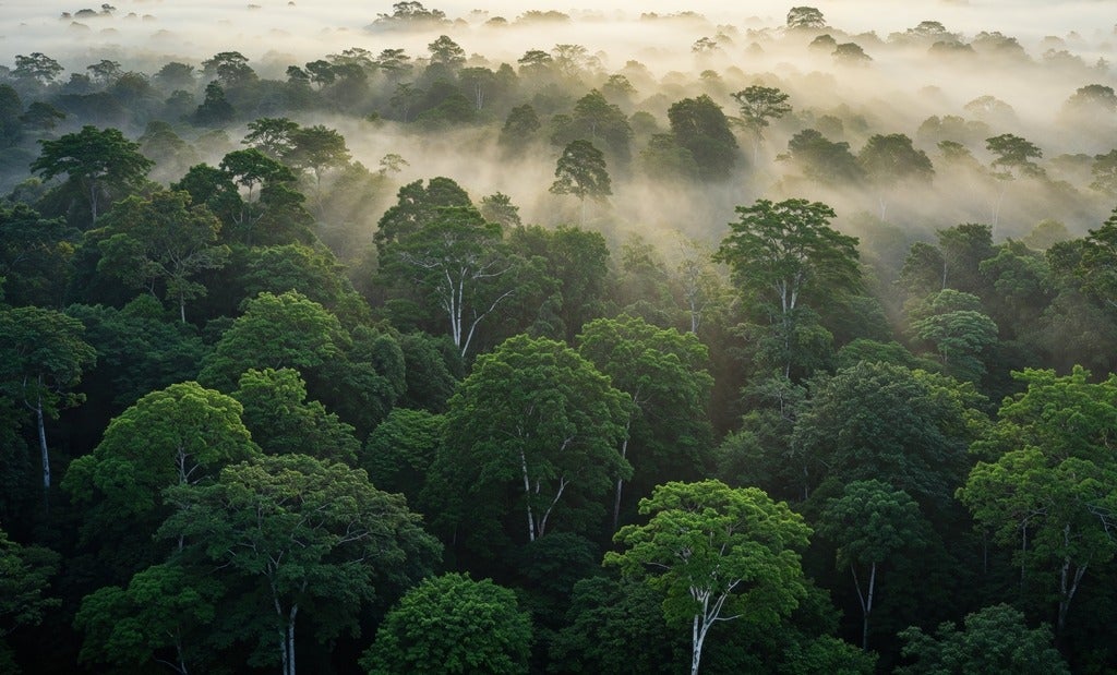 Aerial view of tree canopy in Amazon rainforest
