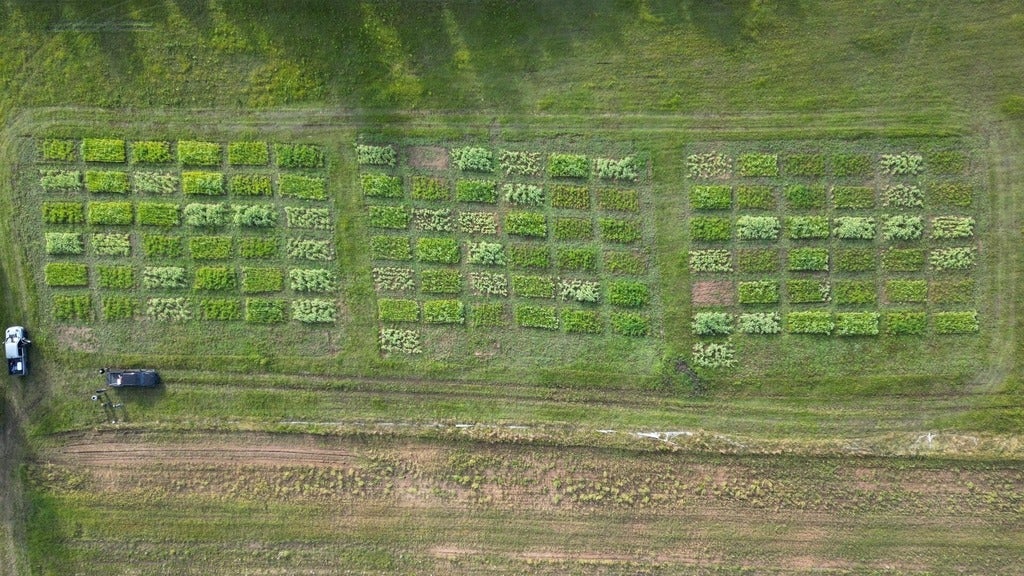 Aerial shot of growing farmers field