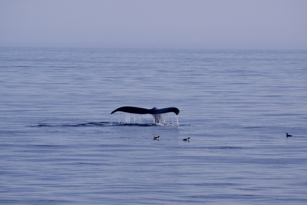 Humpback whale tail surfacing over the ocean in Newfoundland
