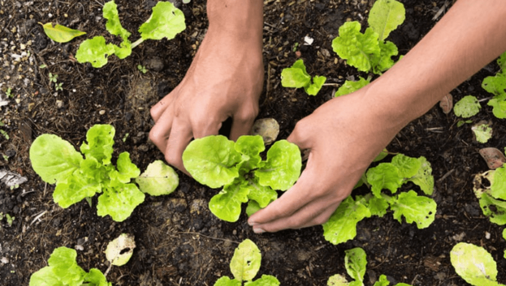 hands planting lettuce in the ground