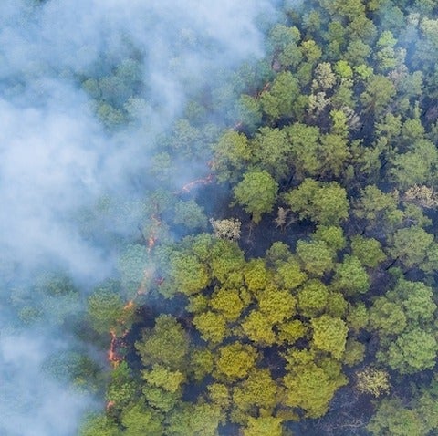 Aerial view of smoke covering tree tops.