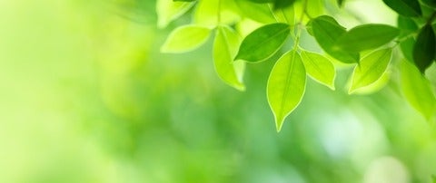 Green background with handing leaves.