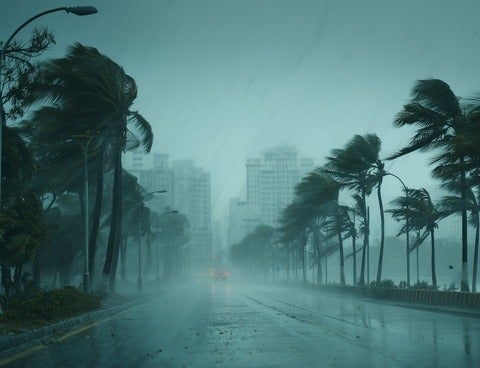 Palm trees blowing in storm (AI generated).
