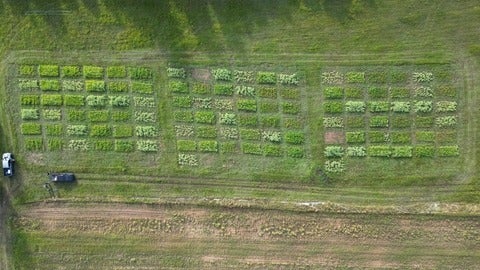 Aerial shot of growing farmers field