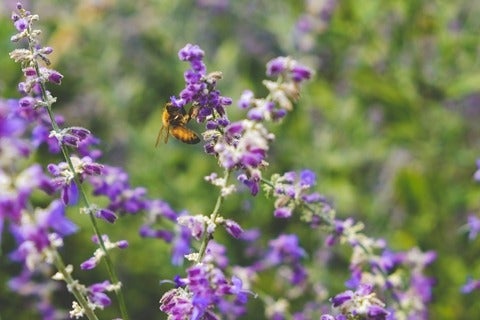 Bee on a purple flowered plant